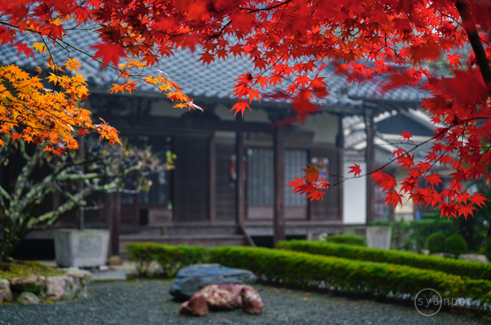 シグマ SIGMA 70-200mm F2.8 DG DN OS | Sports ／ 京都 亀岡 稗田野町 